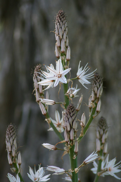 Asphodelus aestivus (Liliaceae)